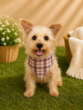 Bandana para Perros
