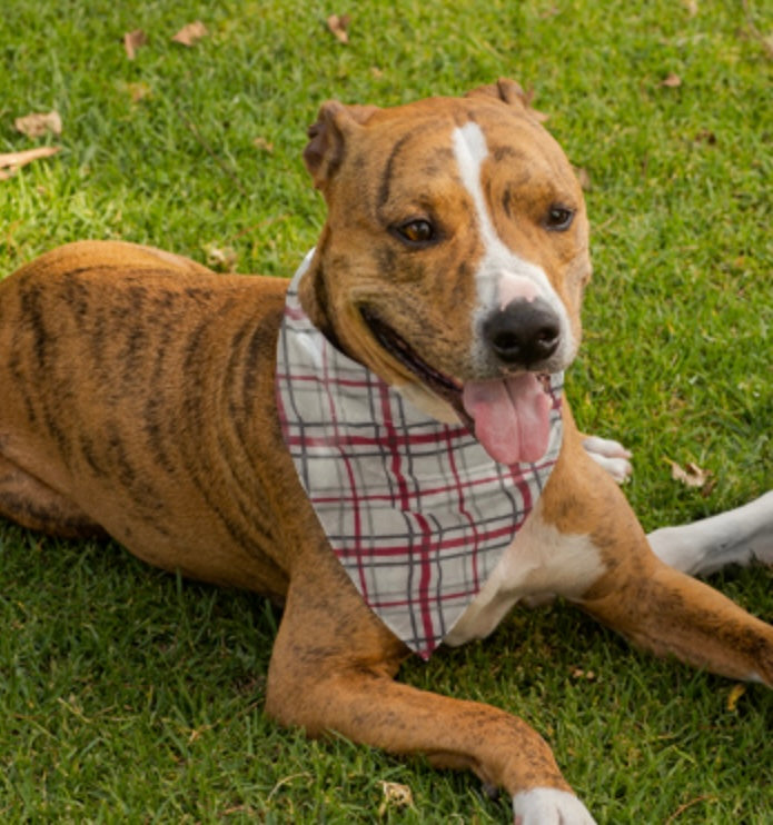 Dog Bandana