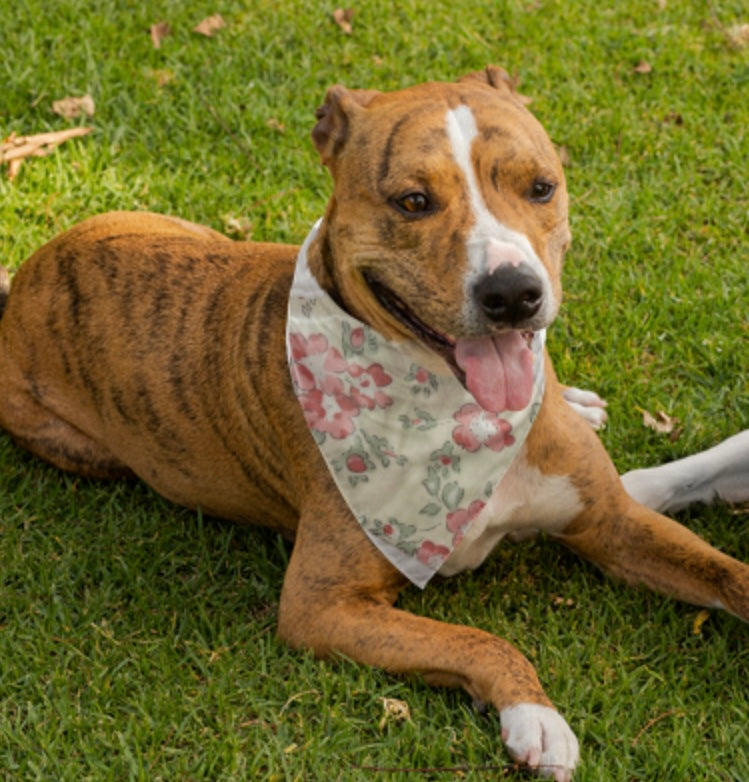 Dog Bandana