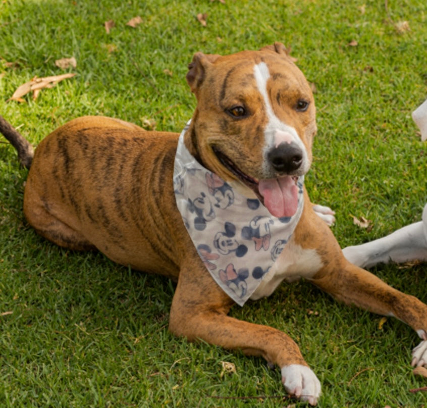 Dog Bandana