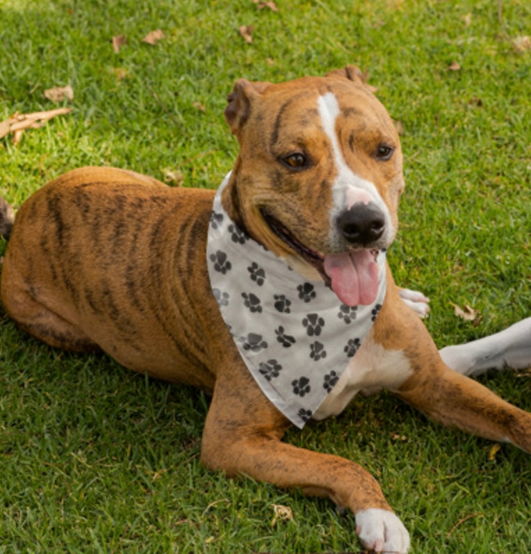 Dog Bandana